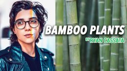 bamboo plants